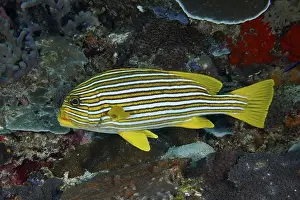 Water Animals Prints: A yellow striped fish, golden banded sweetlips (Plectorhinchus polytaenia)