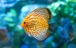 Aquarium Fish Prints: Yellow Symphysodon (known as discus or discus fish) swimming in aquarium