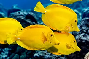 Side View Prints: Yellow Tang (Zebrasoma flavescens) schooling off the Kona coast; Island of Hawaii