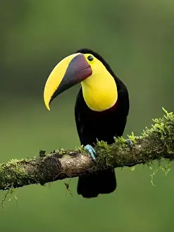 Toucan Prints: The yellow-throated toucan (Ramphastos ambiguus) is a Near Threatened species of bird in the family Ramphastidae