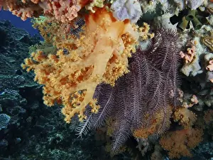 Orange Coloured Prints: Yellow tree coral (Dendronephthya) glows in bright colours under water