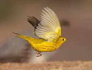 Warbler Prints: Yellow warbler, Arizona, USA