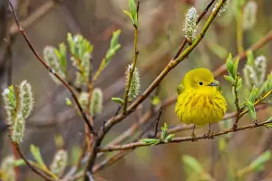 Warbler Prints: Yellow warbler pausing in the shelter of a willow bush, Alaska
