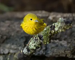 Warblers Prints: A Yellow Warbler (Setophaga petechia) is attracted to a backyard bird bath during fall migration