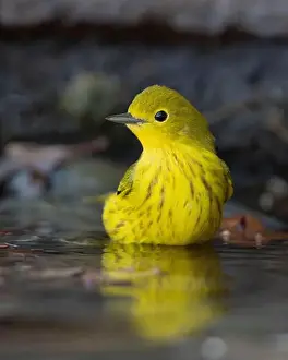 Warblers Prints: A Yellow Warbler (Setophaga petechia) bathes in a backyard bird bath during fall migration