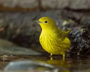Warblers Prints: A Yellow Warbler (Setophaga petechia) bathes in a backyard bird bath during fall migration
