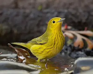 Migrant Prints: A Yellow Warbler (Setophaga petechia) bathes in a backyard bird bath during fall migration