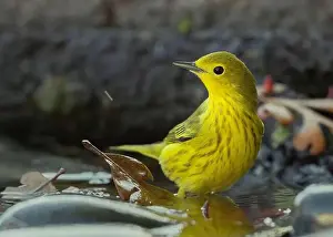 Migrant Prints: A Yellow Warbler (Setophaga petechia) bathes in a backyard bird bath during fall migration