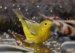 Migrant Prints: A Yellow Warbler (Setophaga petechia) bathes in a backyard bird bath during fall migration