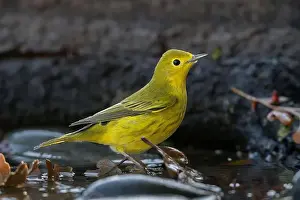 Migrant Prints: A Yellow Warbler (Setophaga petechia) bathes in a backyard bird bath during fall migration