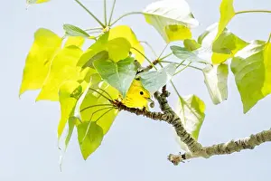 Finch Prints: Yellow Warbler standing under leaves with an insect meal at the Inglewood Bird Sanctuary in Calgary Alberta Canada