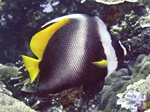 Sea Fish Prints: Yellow and white fish with striking pattern