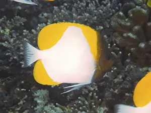 Schooling Fish Prints: Yellow-white patterned Pyramid butterflyfish (Hemitaurichthys polylepis) near dense coral structures