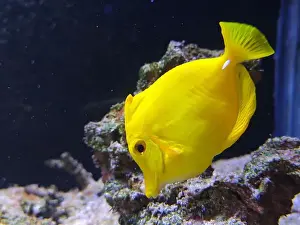 Acanthuridae Prints: a yellow Zebrasoma flavescens swim and eat in the coral in the Aquarium