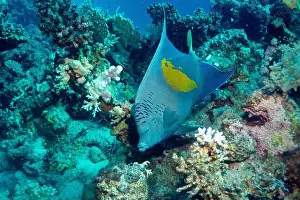 Underwater Photograph Prints: Yellowbar angelfish in Red Sea near Marsa Alam, Egypt
