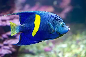 Bony Fish Prints: Yellowbar or Red Sea Angelfish (Pomacanthus maculosus)