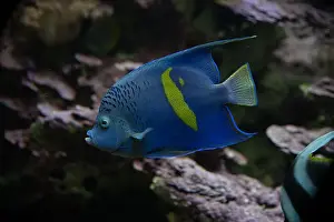 Perciformes Prints: Yellowbar or Red Sea Angelfish (Pomacanthus maculosus)