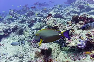 Anemone Fish Prints: Yellowfin surgeon fish in the coral reef of Maldives island