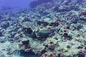 Anemone Fish Prints: Yellowfin surgeon fish in the coral reef of Maldives island