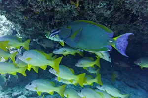 Anemone Fish Prints: Yellowfin surgeon fish in the coral reef of Maldives island