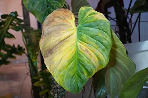 Green Growth Prints: Yellowing leaf on Philodendron Glorious due to over fertilizing