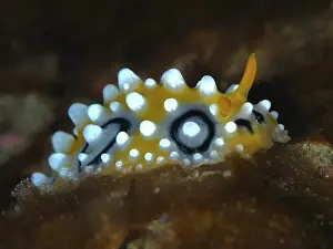 Conchifera Prints: Yellowish warty snail with contrasting black dots