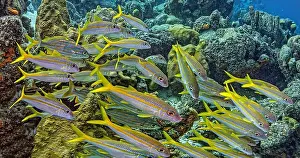 Snapper Prints: yellowtail snapper, Ocyurus chrysurus is an abundant species of snapper native to the western Atlantic Ocean including