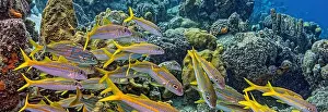 Snapper Prints: yellowtail snapper, Ocyurus chrysurus is an abundant species of snapper native to the western Atlantic Ocean including