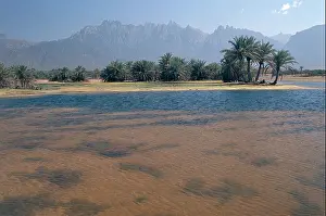 Mare Prints: Yemen - Socotra Island - Palm trees along the coast of the Arabian Sea and the peaks of Haggier (Hajri)
