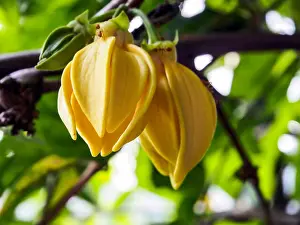 Perfumery Prints: Ylang-Ylang Flowers on tree, Asian