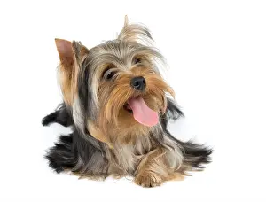 Wonderful Prints: Yorkshire terrier stuck tongue out over white