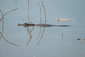 Alligator Prints: Young Alligator Patrolling a Wildlife Refuge in the Ernest F