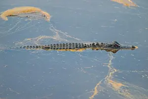 Alligator Prints: Young Alligator Swimming Through Pollen Coated Waters in the Ernest F