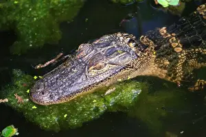 Animal Head Prints: Young American Alligator head above water