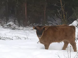 Bavarian Forest Prints: young aurochs in the snow / Bos primigenius / junger Auerochse im Schnee