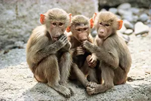 Captive Prints: Three young Baboons, Papio hamadryas, Africa, captive