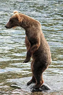 Brown Bear Prints: A young bear stands on its hind legs on a rock at Brooks Falls in Katmai National Park