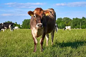 Country Scene Prints: Young beautiful brown cow with cute face looking and posing to camera on meadow