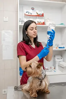 Young beautiful woman vet vaccinating yorkshire terrier