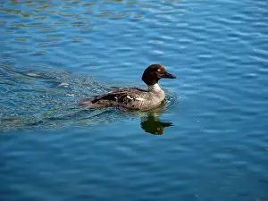 Drake Prints: Young bird Canvasback duck on a blue water