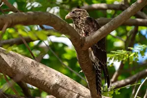 New Brunswick Prints: young bird of prey on a tree