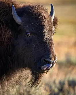 Lamar Valley Prints: Young bison licking his lips; Yellowstone National Park, Wyoming