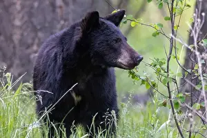 Black Bear Prints: Young black bear at the National Bison Range in Moiese, Montana, USA. (Editorial Use Only)