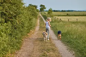Walking Away Prints: Young blond woman walking away from the camera with her two dogs along a farm track through agricultural fields turning