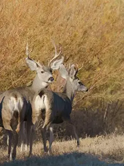 Mule Deer Prints: Young bucks, Bosque del Apache National Wildlife Refuge, New Mexico