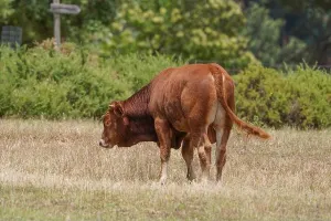 Horns Prints: A young Bull walks around in a dry field. Spain
