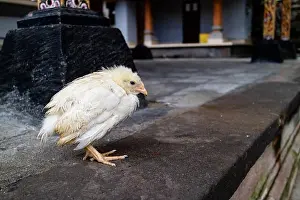 Legs Prints: A young chicken that looks scared and cold