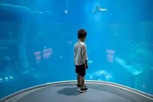 Captivating Prints: A young child stands in awe, gazing at a large shark and stingray swimming in a spacious
