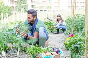 Checked Prints: young couple collects vegetables in the garden