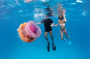 Indian Ocean Prints: A young couple looks at Cauliflower jellyfish (Cephea cephea) Indian Ocean, Maldives